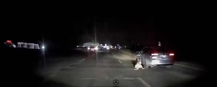 La intrare în Chişinău, un şofer trăgea un câine în afara maşinii. Situaţia a stârnit revoltă